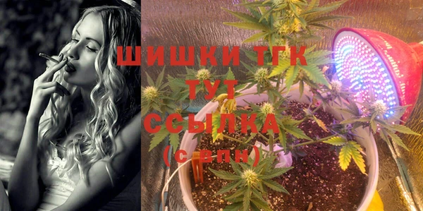 стаф Алзамай